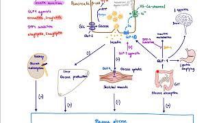 Brandl's Basics: Type 2 Diabetes agents and their mechanism of action