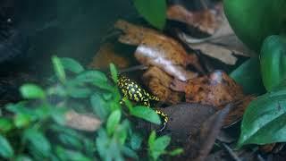 Oophaga Histrionica 'Redhead' Feeding