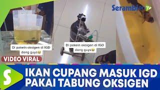 VIRAL Video Ikan Cupang Masuk IGD Setelah dari Perjalanan Jauh