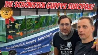 EXTREM BUNT - Europas größte Guppy Ausstellung