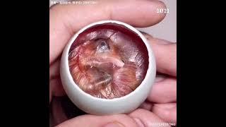 How A Chick Born From A Egg  - Interesting Video - 