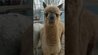 Would the alpaca littles be scene kids listening to Simple Plan?