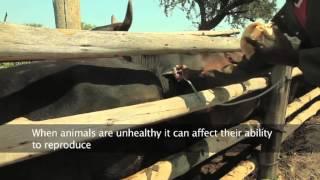 Building Livestock Farmer Resilience in Emergencies