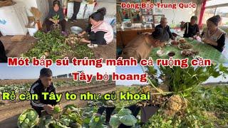 #511Mót Bắp sú Trúng Mánh cả ruộng cần Tây bỏ hoang,Mẹ chồng muối 1 hủ rể cần Tây to như củ khoai