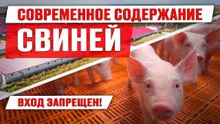 Современное содержание свиней | Откорм поросят | Работа на свинокомплексе | Дымов | Свиноводство