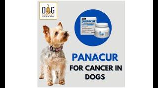 Panacur for Cancer in Dogs │ Dr. Nancy Reese Q&A