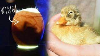 Incubating, candling & hatching duck eggs