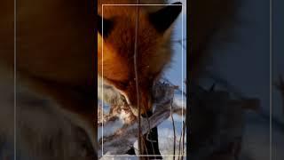 Arctic Fox Magic:Nature's Seasonal Coat Transformation #the #life #english #viral #trending #youtube