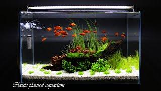 CLASSIC PLANTED AQUARIUM | Step By Step | Aquascaping