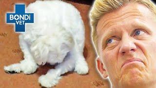 Puppy Addicted to Licking His Private Parts!  | Vet on the Hill Clips | Bondi Vet