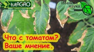 ЧТО СЛУЧИЛОСЬ С ПОМИДОРОМ? Листья у томата по краям желтеют, подсыхают, растение хилое. Как помочь?