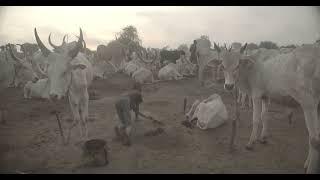 Mundari boy collecting dried cow dungs to make bonfires to repel mosquitoes and flies,  South Sudan