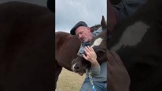 HORSE IN PAIN  CAN'T LOWER HEAD!   Animal Chiropractor