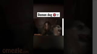 Demon dog  #omegle #omeglefunny #omegletrolling #dog #demon #demondog #funny #memes #omegleprank