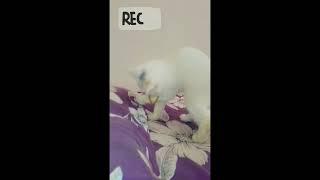 new funny cats and dogs videos #virel #ytshorts #youtubevideo# catvideos#catvideos#