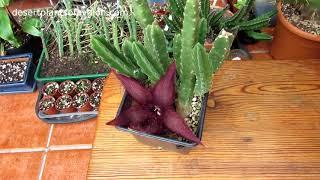 My Stapelia hirsuta Succulent plant from bud to Bloom with AMAZING Fly & Larvae footage