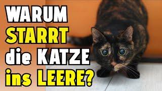 Warum starrt die Katze ins Leere?