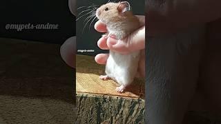 cute syrian hamster 2 months old #shorts #hamsters #hamstershorts #funnypets #cute #viral #tiktok