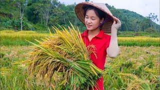 Rural Living Documentary: Harvesting Homegrown Rice for Irresistibly Fragrant Meals