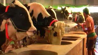 Biggest Cow Farm in Bangladesh 2021 | AL Madina Cattle Farm 2021 | Big big cow 2021