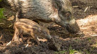 Critically endangered Visayan warty piglet