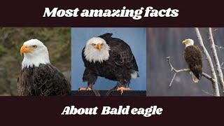 Bold Facts About Bald Eagles #shorts