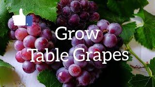 Growing Table Grapes - The Grower Coach Garden Show