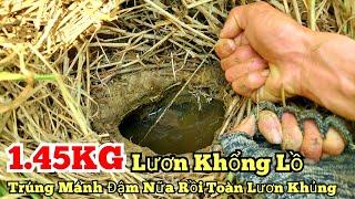 Câu lươn khủng_1.45KG lươn khổng lồ_Gần như kỷ lục_Trúng đậm nữa rồi_tập471//Giant eel fishing