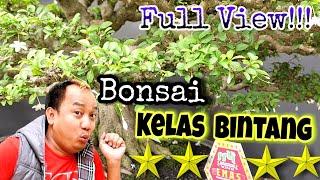 Full View!!! Bonsai Kelas Bintang ⭐⭐⭐⭐ || Kontes Bonsai Lampung Tengah 2022