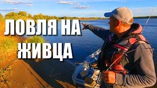 Рыбалка в Астрахани, ловля судака на живца