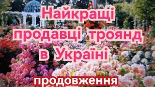 Улюблені продавці саджанців троянд️ ( а також ті, яких розлюбила)