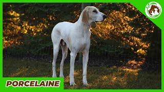 ALL YOU NEED TO KNOW ABOUT PORCELAINE DOGS