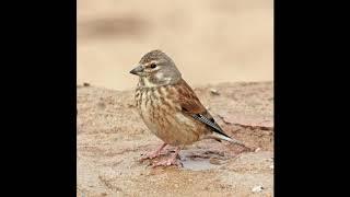 Linnet song