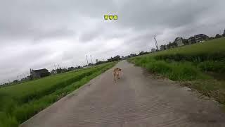 Drone prank on dog