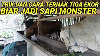 TIGA SAPI MONSTER HARGA KURANG DARI 100 JUTA