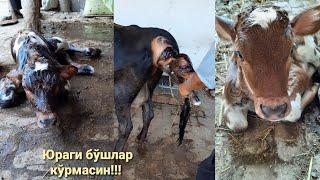 Mol tug‘dirish - o‘quv qo‘llanma. Обучающий видео -Роды корова. Instructional video -birth of cow