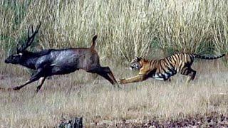 Tiger Hunting Deer's || Ehsan TV