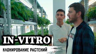 Лаборатория растений полного цикла in-vitro / Питомник растений