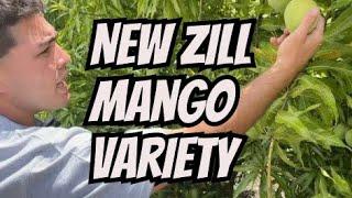 A New Mango Variety By Zill Nursery