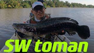 Casting Ikan toman air masin sungai kurau/Giant snake/鱼虎/多曼!!!