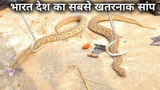 देखिए भारत देश का सबसे खतरनाक सांप, इसका काटा दर्दनाक मौत देगा Rescue Russell's viper snake