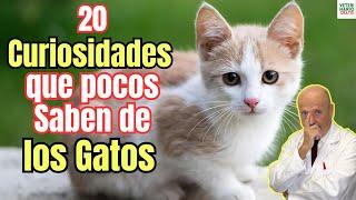  20 CURIOSIDADES SOBRE LOS GATOS DOMESTICOS Y COSAS QUE NO SABIAS DE ELLOS 