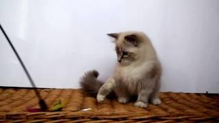 Ragdoll