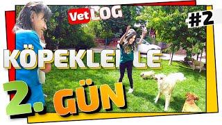 KÖPEKLERLE BİR GÜN GEÇİRMEK 2  (Pet Otel VLOG'u)  ONLARCA KÖPEK !