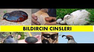 Bıldırcın Cinsleri Fiyatları Özellikleri