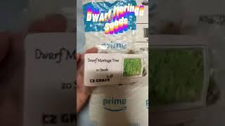 Dwarf Moringa Seeds Unboxing  #dwarf #moringa #seeds #unboxing#shorts #love #nature #fyp