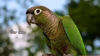 Green Conure Sounds.  Creates Happy mood