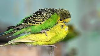 Budgies Parrots Mating | Birds Mating | Birds Love