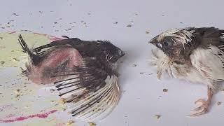 Baby Society Finch Birds