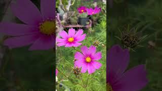 Pink cosmos flowers  #shorts#fall#garden